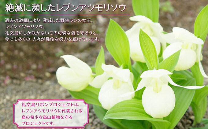 【ふるさと納税】【礼文島リボンプロジェクト】北海道 礼文島産 利尻昆布 使いやす...