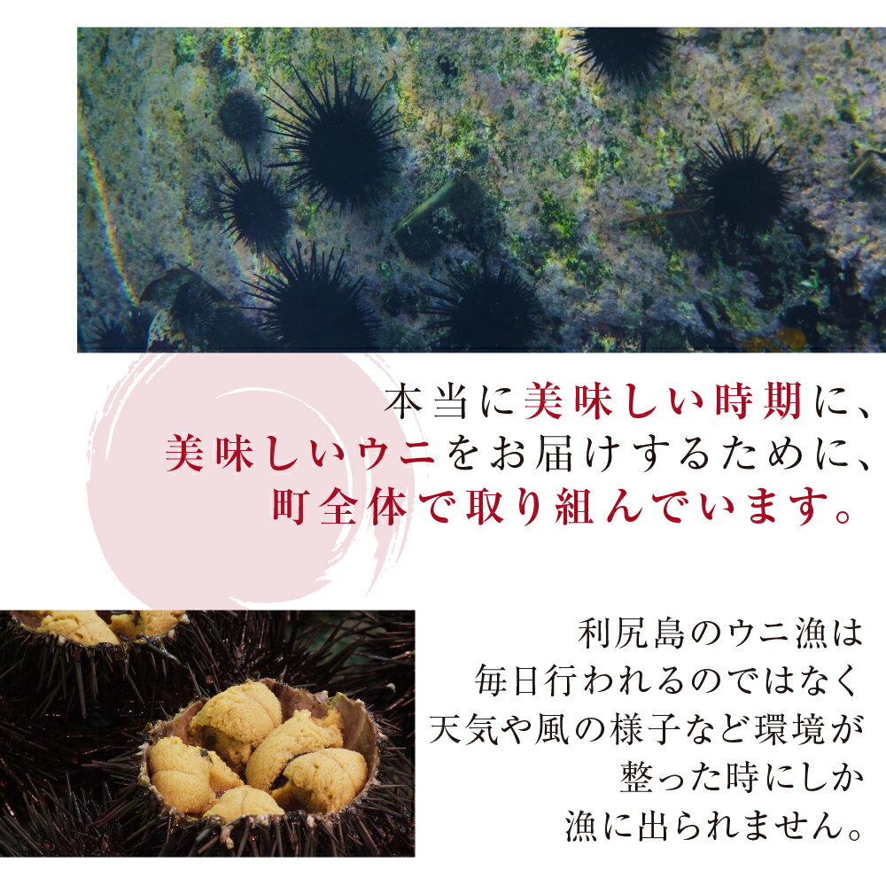 今が旬 8月発送分 利尻島産 塩水生うに2パック ムラサキウニ 北海道ふるさと納税 利尻富士町 ふるさと納税 北海道 贈答品 雲丹 海鮮 通販 生うに ウニ 贈り物 うに ギフト 着後レビューで