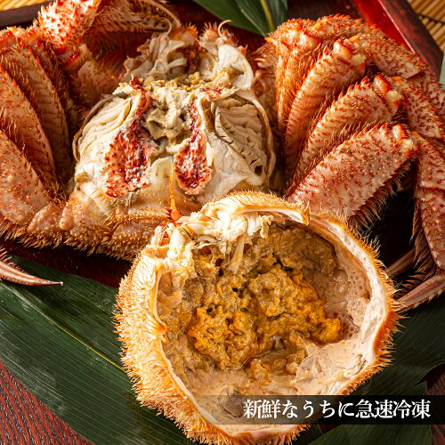 ふるさと納税 毛ガニ特大サイズ1尾 利尻漁業協同組合 北海道ふるさと納税 毛ガニ 利尻富士町 北海道 ふるさと納税 北海道 カニ 海鮮 かにふるさと納税 北海道 カニ ふるさと納税 北海道 蟹 毛ガニ 毛蟹 蟹みそ 毛ガニ 濃厚 蟹棒 蟹甲羅 49 北海道利尻富士町