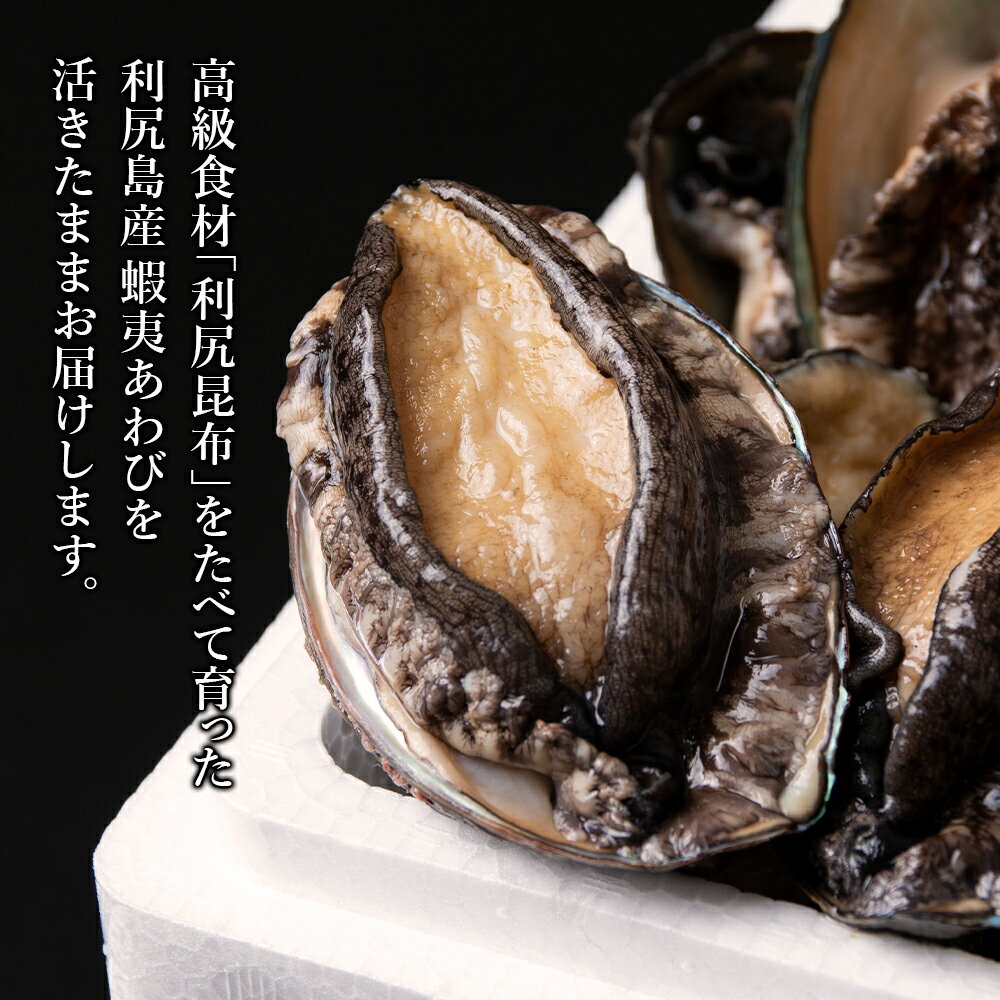 【ふるさと納税】 あわび 《2023年発送分 予約開始》利尻島産 直送！天然 活えぞあわび 500g 鮑 海鮮 冷蔵 お刺身 魚介 お祝い【福士水産】北海道ふるさと納税 利尻富士町 ふるさと納税 北海道産アワビ 産地直送 活 美味しさに 訳あり 夏ギフト