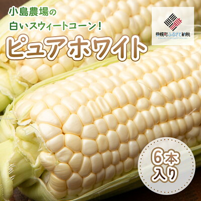 楽天ふるさと納税　【ふるさと納税】【先行受付】小島農場の白いスウィートコーン!ピュアホワイト6本入り【配送不可地域：離島・沖縄県】 とうもろこし スイートコーン ピュアホワイト 北海道 美幌町 送料無料 BHRG013