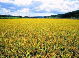 今井農場あっぱれもち米10kg(精米)