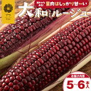 【ふるさと納税】【令和7年早期受付】9月の旬 日本初の赤トウモロコシ「大和ルージュ」 5本 ピンクの八百屋~ナツやさい~ | とうもろこし トウモロコシ 大和ルージュ 旬 新鮮 野菜 夏 産地直送 北海道 津別町 送料無料