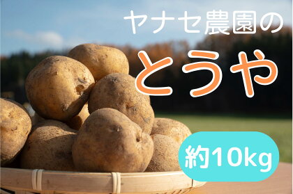 R6年産 じゃがいも 約10kg とうや ヤナセ農園 【 ふるさと納税 人気 おすすめ ランキング 野菜 やさい じゃがいも ジャガイモ じゃが芋 とうや 煮物 煮込み カレー シチュー なめらか おいしい 美味しい 北海道 津別町 送料無料 】 TBTI007