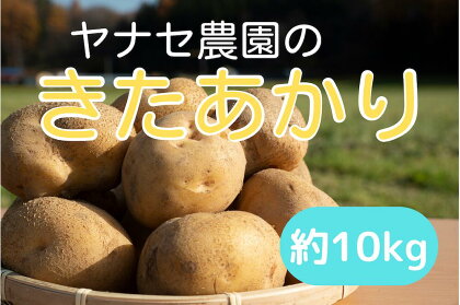 R6年産 じゃがいも 約10kg きたあかり ヤナセ農園 【 ふるさと納税 人気 おすすめ ランキング 野菜 やさい じゃがいも ジャガイモ じゃが芋 北あかり きたあかり キタアカリ 甘い 濃い 黄色 クリじゃがいも ホクホク 北海道 津別町 送料無料 】 TBTI006