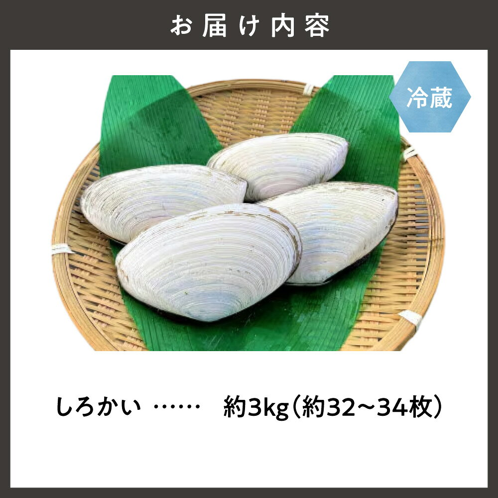 【ふるさと納税】【先行受付】知床斜里産　しろかい(約32〜34枚) 約3kg 北海道産 白貝 知床 バーベキュー BBQ 海鮮グルメ 海産物 大容量 砂抜き済み 紫外線殺菌 海水保管 大粒 食べ応え 国産貝類 海産物 北海道 斜里町 【配送不可地域：離島・沖縄県】 f015458-shari-10000110 北海道斜里町 サンプル画像2