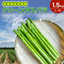  グリーンアスパラ 1.5kg（L～3L）旬の採れたて 北海道 佐呂間産 （2024年7月出荷開始先行予約）  SRMM005