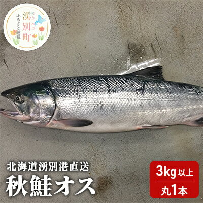 【国内消費拡大求む】先行予約 北海道 湧別港直送 秋鮭 オス 3kg以上（丸1本）納期指定不可 鮭 さけ サケ 海鮮 魚介 国産 生 冷蔵 産地直送 オホーツク　【魚貝類・鮭・サーモン・秋鮭・さけ・サケ】　お届け：2024年9月15日頃～10月15日頃まで