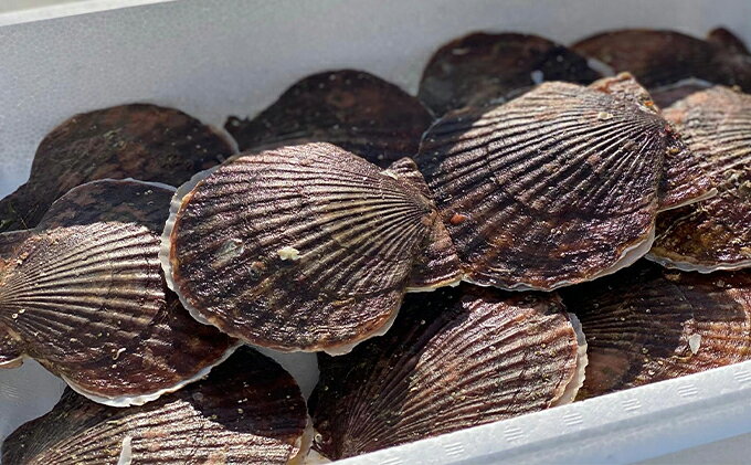 【ふるさと納税】【国内消費拡大求む】先行予約 北海道 サロマ湖産　貝付き ホタテ 10枚 帆立 ほたて 刺身 海鮮 魚介 国産 殻付き 冷蔵 オホーツク 魚貝類 貝付きホタテ 魚介類　お届け：2026年11月～2027年1月末頃まで
