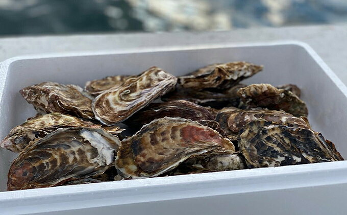 【ふるさと納税】先行予約 北海道 サロマ湖産 カキ 約4.7kg 牡蠣 かき 海鮮 魚介 国産 殻付き 貝付き 生牡蠣 生食 焼き牡蠣 蒸し冷蔵 産地直送 オホーツク 魚貝類 　お届け：2026年11月～2027年1月末頃まで