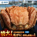 毛ガニ 【ふるさと納税】オホーツク産 特大 毛ガニ 冷凍 800g かに 蟹ミソ かにみそ 焼きがに かに鍋 北海道 ふるさと納税 雄武 雄武町【12404】