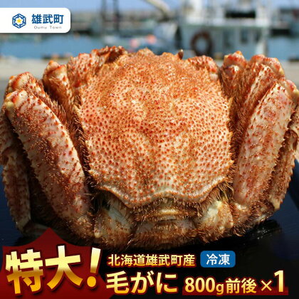 オホーツク産 特大 毛ガニ 冷凍 800g かに 蟹ミソ かにみそ 焼きがに かに鍋 北海道 ふるさと納税 雄武 雄武町【12404】