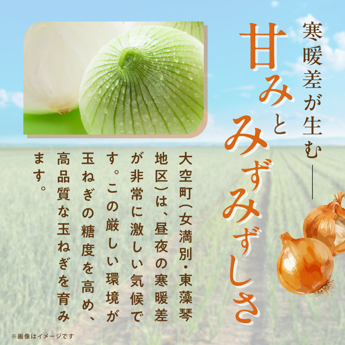 【ふるさと納税】先行予約 玉ねぎ Mサイズ 20kg 大空町産（2026年11月以降順次発送）【 ふるさと納税 人気 おすすめ ランキング たまねぎ オニオン スライス サラダ 野菜 スープ 肉じゃが ハンバーグ 甘い カレー 新鮮 北海道産 野菜 北海道 大空町 送料無料 】 OSR010