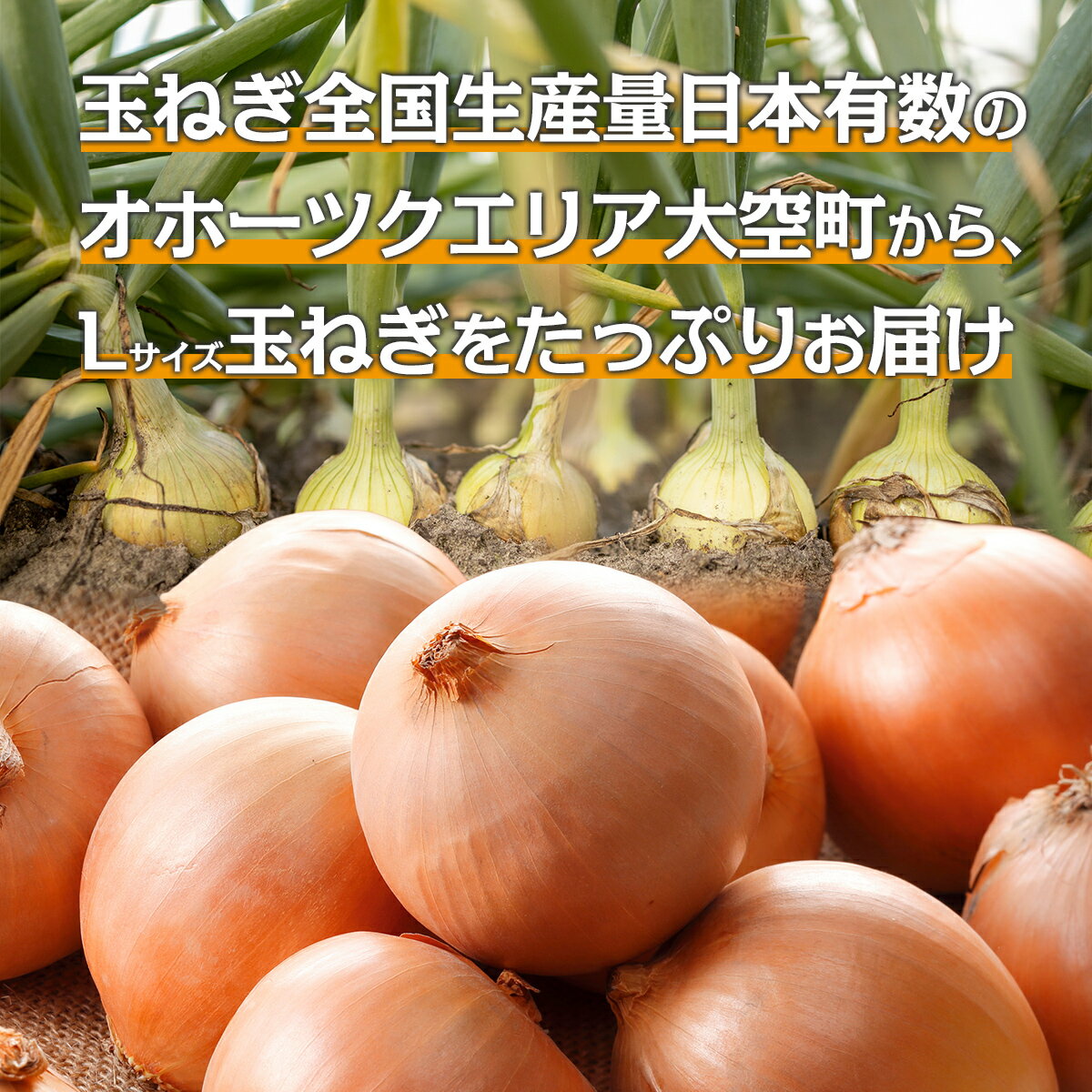 【ふるさと納税】【先行予約】玉ねぎ Lサイズ 20kg 大空町産（2026年10月上旬より発送） 【 ふるさと納税 人気 おすすめ ランキング たまねぎ オニオン スライス サラダ 野菜 スープ 肉じゃが ハンバーグ 甘い カレー 新鮮 北海道産 野菜 北海道 大空町 送料無料 】 OSR009