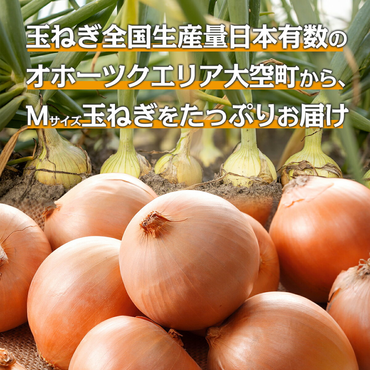【ふるさと納税】先行予約 玉ねぎ Mサイズ 20kg 大空町産（2026年10月上旬より発送）【 ふるさと納税 人気 おすすめ ランキング たまねぎ オニオン スライス サラダ 野菜 スープ 肉じゃが ハンバーグ 甘い カレー 新鮮 北海道産 野菜 北海道 大空町 送料無料 】 OSR010
