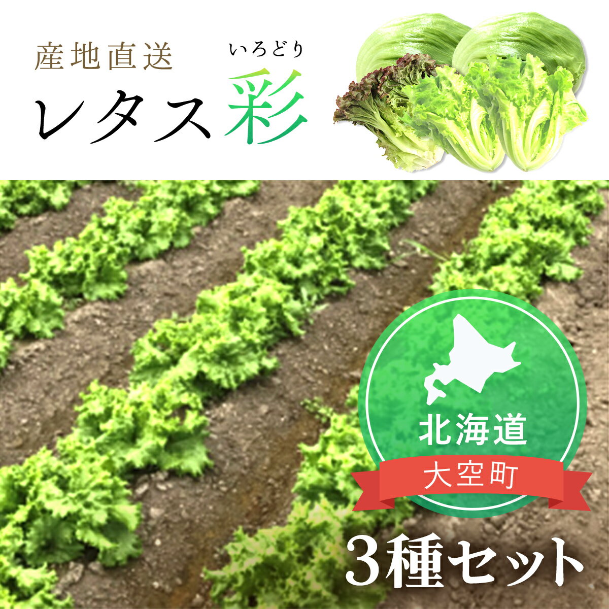 野菜・きのこ(レタス)人気ランク30位　口コミ数「0件」評価「0」「【先行予約】【ふるさと納税】 レタス彩（いろどり）3種セット ふるさと納税 レタス れたす 野菜 葉野菜 定期配送 定期便 北海道 大空町 送料無料 OSU003」