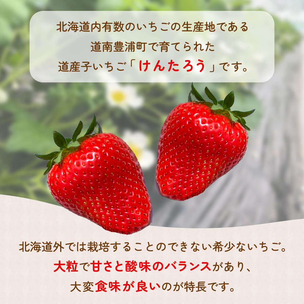 【ふるさと納税】いちご「けんたろう」2トレーセット ふるさと納税 人気 おすすめ ランキング 果物 いちご苺 イチゴ 国産いちご 国産苺 けんたろう セット おいしい 美味しい 北海道 豊浦町 送料無料 TYUF003