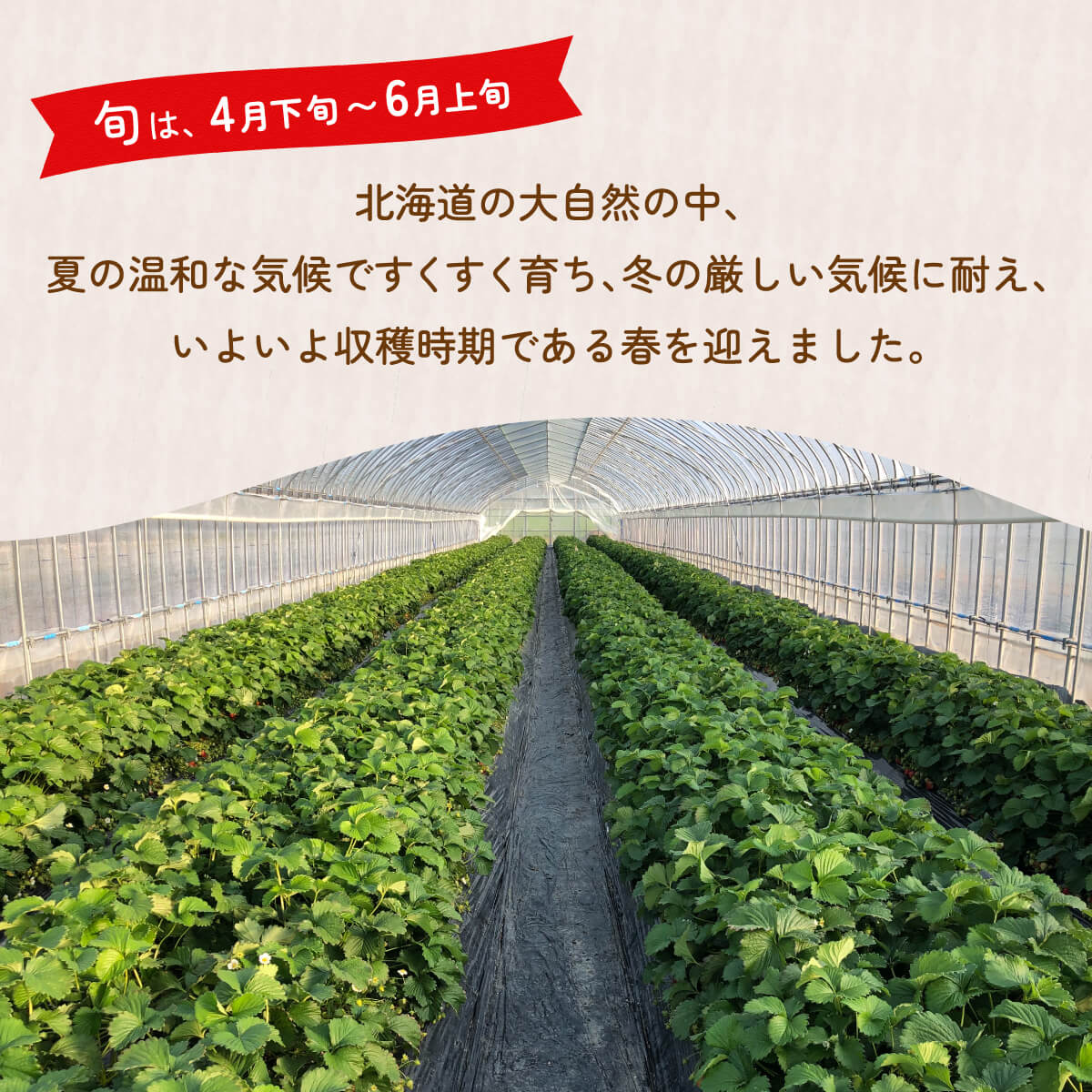 【ふるさと納税】 【2025.4月以降順次出荷】【北海道内限定配送】いちご「けんたろう」250g×4パック 【ふるさと納税 人気 おすすめ ランキング 果物 いちご苺 イチゴ 国産いちご 国産苺 けんたろう セット 道内限定 おいしい 美味しい 北海道 豊浦町 送料無料】 TYUF004