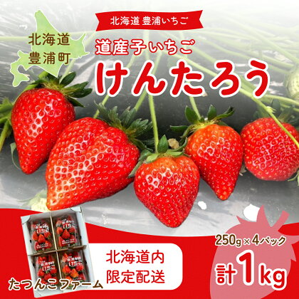 【北海道内限定配送】いちご「けんたろう」250g×4パック ふるさと納税 人気 おすすめ ランキング 果物 いちご苺 イチゴ 国産いちご 国産苺 けんたろう セット 道内限定 おいしい 美味しい 北海道 豊浦町 送料無料 TYUF004