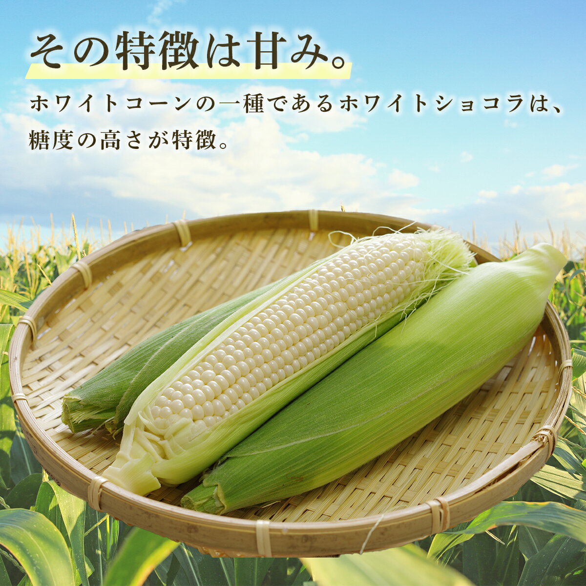 【ふるさと納税】ホワイトショコラ 白いとうもろこし 20本 北海道 豊浦町産 とうきび 【 ふるさと納税 人気 おすすめ ランキング 野菜 その他野菜 とうもろこし トウモロコシ 国産 ホワイト ショコラ 白い とうきび おいしい 美味しい 北海道 豊浦町 送料無料 】 TYUH003