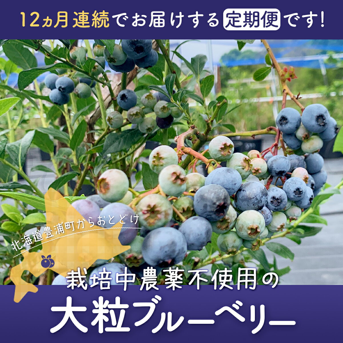 【ふるさと納税】【定期便12カ月】北海道 豊浦町産 冷凍 ブルーベリー 1kg 栽培期間中農薬不使用 【 ふるさと納税 人気 おすすめ ランキング 果物 ブルーベリー 冷凍ブルーベリー 国産 濃厚 無農薬 おいしい 美味しい 新鮮 定期便 北海道 豊浦町 送料無料 】 TYUS003