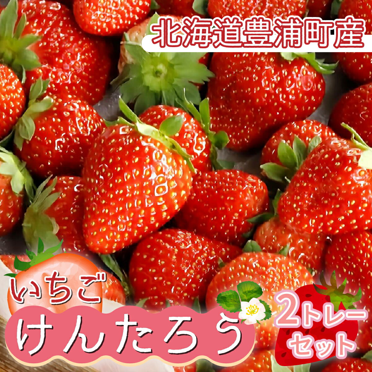 【ふるさと納税】【2025.5月以降順次出荷】いちご「けんたろう」2トレーセット 【 ふるさと納税 人気 おすすめ ランキング 果物 いちごイチゴ 苺 国産いちご 国産苺 けんたろう セット おいしい 美味しい 甘い 北海道 豊浦町 送料無料 】 TYUT001