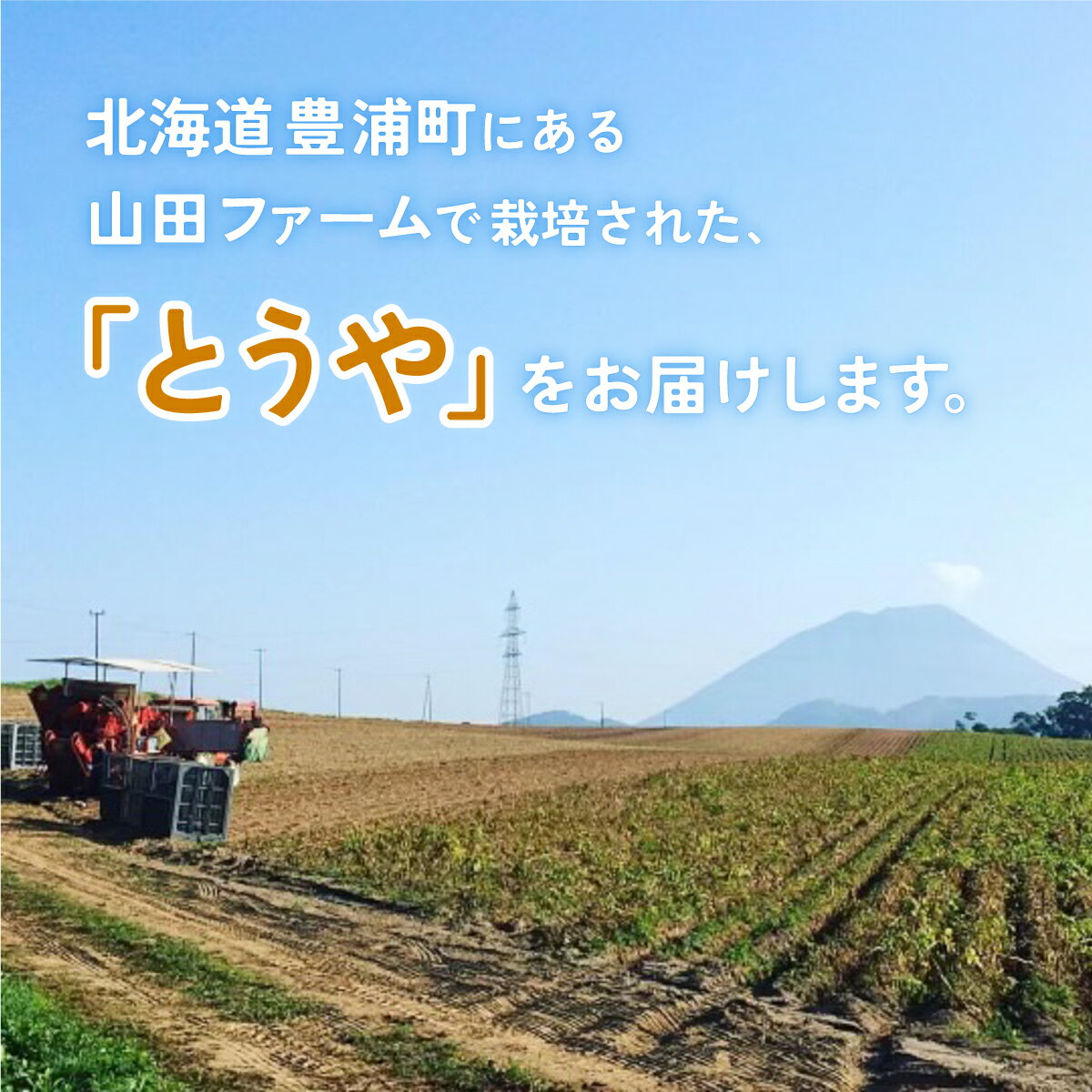 【ふるさと納税】北海道 豊浦産 じゃがいも とうや 20kg M-Lサイズ 農園直送 産直 ポテト 芋 イモ 【 ふるさと納税 人気 おすすめ ランキング 野菜 いも 芋 じゃがいも じゃが芋 ジャガイモ ポテト国産 おいしい 美味しい 北海道 豊浦町 送料無料 】 TYUU002