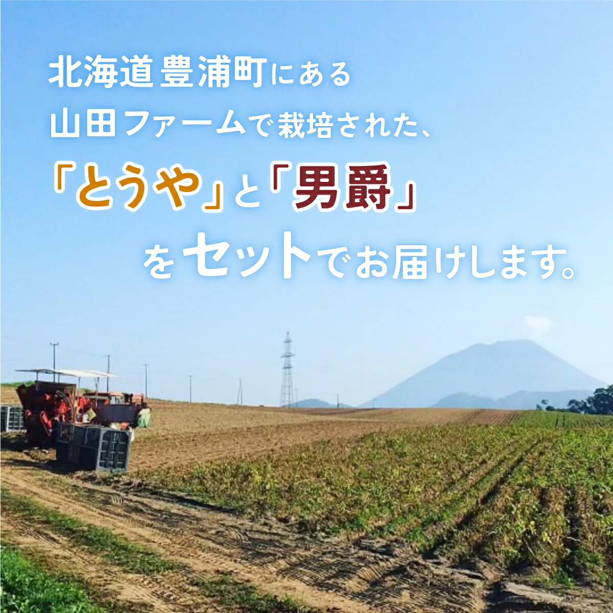 【ふるさと納税】北海道 豊浦産 じゃがいも とうや 男爵 食べ比べ セット 20kg M-Lサイズ 農園直送 産直 ポテト 芋 イモ 【 ふるさと納税 人気 おすすめ ランキング 野菜 いも 芋 じゃがいも ジャガイモ ポテト国産 食べ比べ おいしい 北海道 豊浦町 送料無料 】 TYUU003