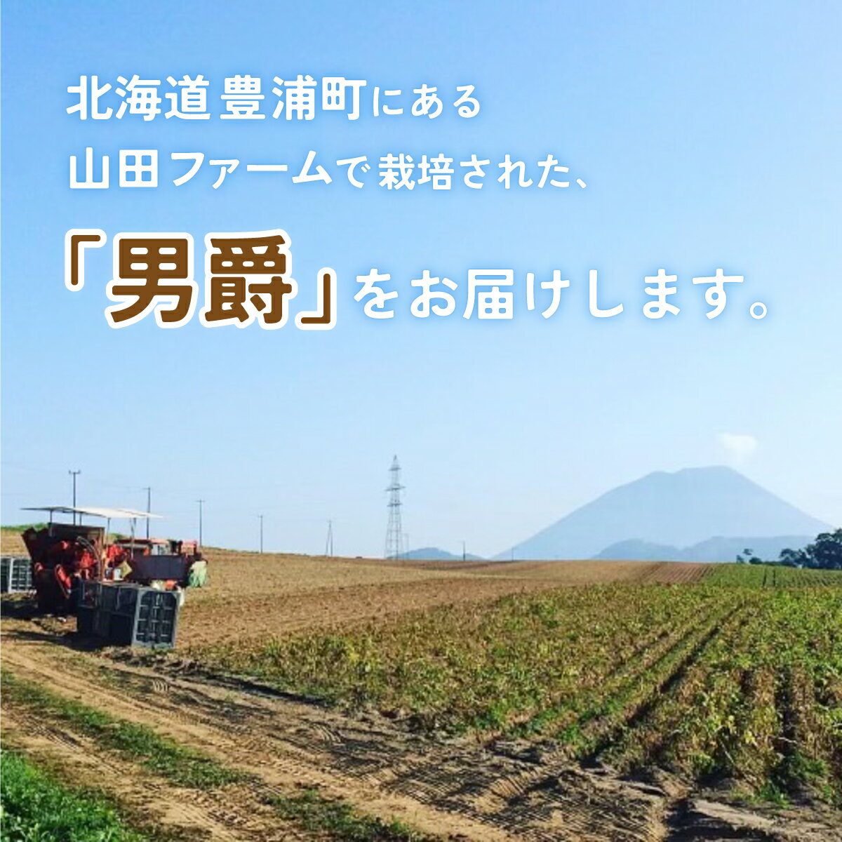 【ふるさと納税】北海道 豊浦産 じゃがいも 男爵 20kg M-Lサイズ 農園直送 産直 ポテト 芋 イモ 【 ふるさと納税 人気 おすすめ ランキング 野菜 いも 芋 じゃがいも じゃが芋 ジャガイモ ポテト国産 男爵 おいしい 美味しい 北海道 豊浦町 送料無料 】 TYUU005