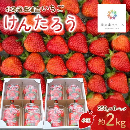 北海道 豊浦 いちご 小玉 けんたろう 250g×8パック 約2kg ふるさと納税 人気 おすすめ ランキング 果物 いちごイチゴ 苺 けんたろう パック おいしい 美味しい 北海道 豊浦町 送料無料 TYUW002