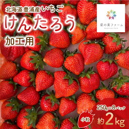 【ふるさと納税】北海道 豊浦 いちご 加工用 小粒 けんたろう 250g×8パック 約2kg ふるさと納税 人気 おすすめ ランキング 果物 いちごイチゴ 苺 けんたろう パック おいしい 美味しい 北海道 豊浦町 送料無料 TYUW004