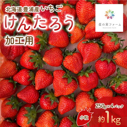 北海道 豊浦 いちご 加工用 小粒 けんたろう 250g×4パック1箱 約1kg ふるさと納税 人気 おすすめ ランキング 果物 いちごイチゴ 苺 けんたろう パック おいしい 美味しい 北海道 豊浦町 送料無料 TYUW003