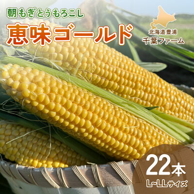 楽天ふるさと納税　【ふるさと納税】北海道 豊浦 千葉ファーム 朝もぎ とうもろこし 恵味ゴールド 22本 L～LLサイズ 【 ふるさと納税 人気 おすすめ ランキング 野菜 とうもろこし トウモロコシ 国産 朝もぎ 大容量 サイズ おいしい 美味しい あまい 新鮮 北海道 豊浦町 送料無料 】 TYUY002