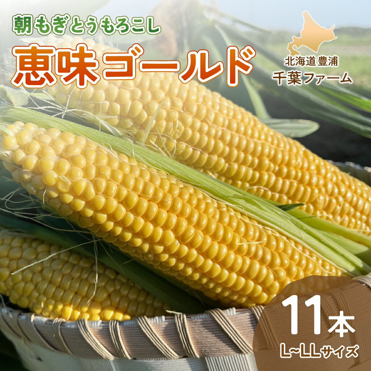 北海道 豊浦 千葉ファーム 朝もぎ とうもろこし 恵味ゴールド 11本 L〜LLサイズ [ ふるさと納税 人気 おすすめ ランキング 野菜 とうもろこし トウモロコシ 国産 朝もぎ 大容量 サイズ おいしい 美味しい 新鮮 北海道 豊浦町 送料無料 ]