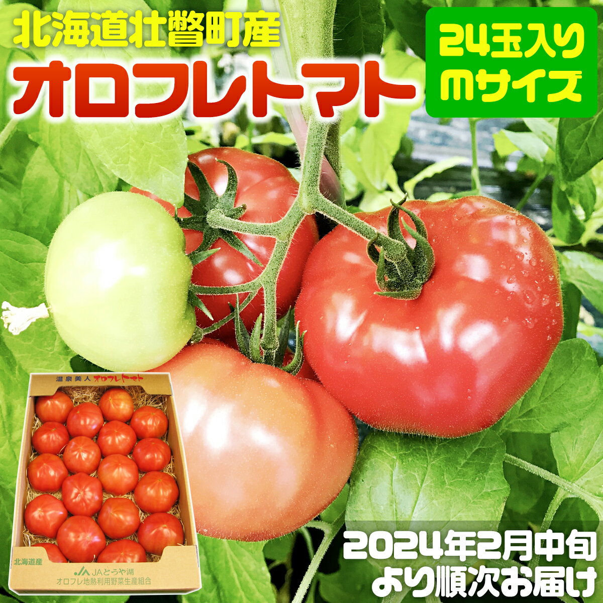 【ふるさと納税】＜2024年2月中旬より順次お届け＞北海道壮瞥産 オロフレトマト24玉入り（Mサイズ）【 ふるさと納税 人気 おすすめ ランキング 北海道 壮瞥 オロフレトマト 野菜 トマト 産地直送 夏 旬 旬の野菜 とまと 季節商品 贈り物 北海道 壮瞥町 送料無料 】 SBTA028