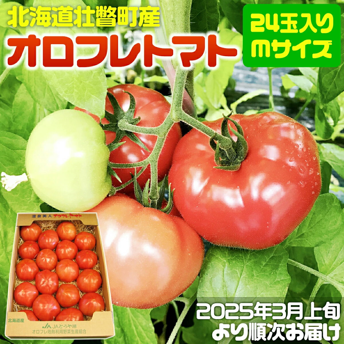 【ふるさと納税】<2025年3月上旬より順次お届け>北海道壮瞥産 オロフレトマト24玉入り(Mサイズ) 【 ふるさと納税 人気 おすすめ ランキング 北海道 壮瞥 オロフレトマト 野菜 トマト 産地直送 夏 旬 旬の野菜 とまと 季節商品 贈り物 北海道 壮瞥町 送料無料 】 SBTA028