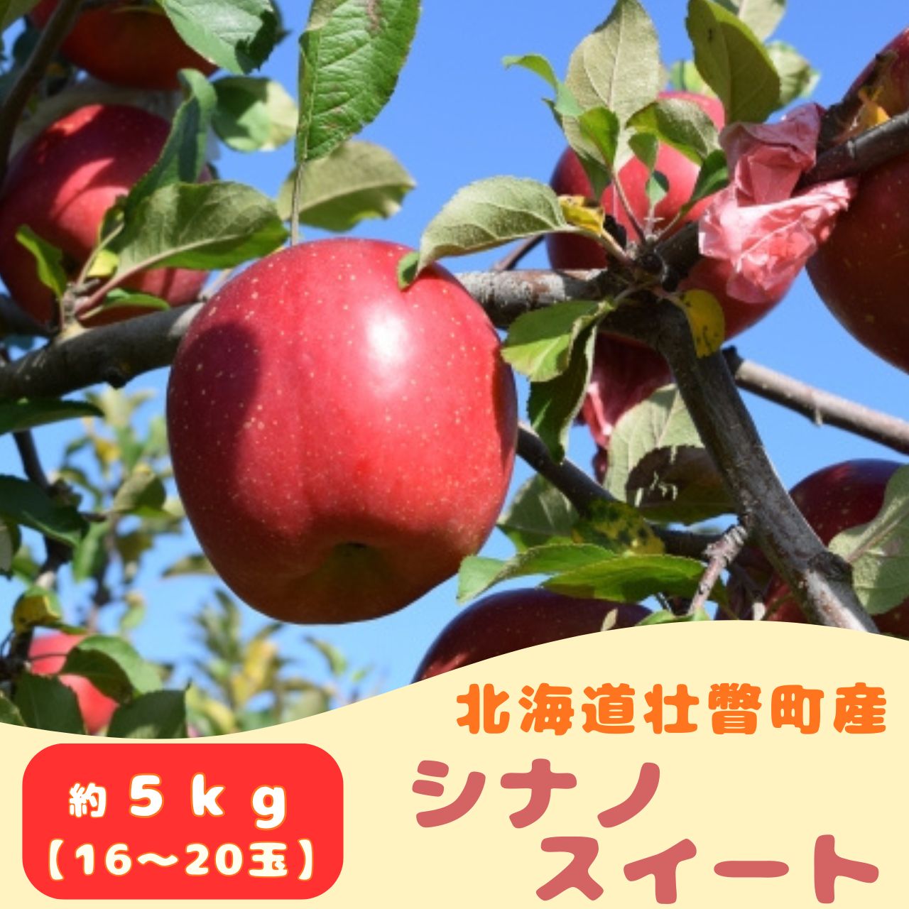ファームアグリエイトのりんご「シナノスイート」 約5kg(16〜20玉) ふるさと納税 人気 おすすめ ランキング 北海道 壮瞥 りんご 蜜入り 5kg ふじ シナノスイート 甘い 果物 おいしい 贈り物 贈物 贈答 ギフト 大容量 詰合せ セット 送料無料
