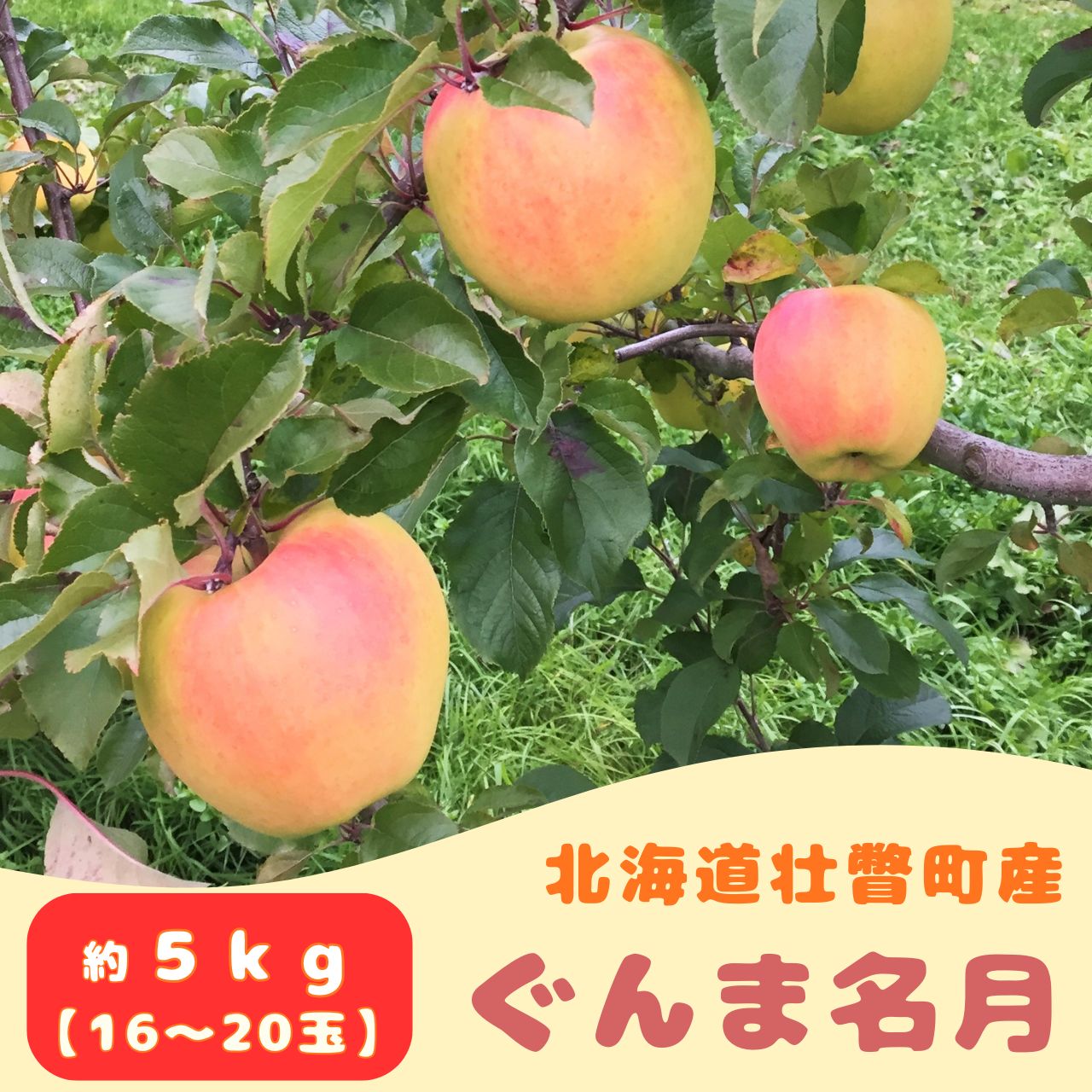 ファームアグリエイトのりんご「ぐんま名月」 約5kg(16〜20玉) ふるさと納税 人気 おすすめ ランキング 北海道 壮瞥 りんご 蜜入り 5kg ぐんま名月 甘い 果物 おいしい 贈り物 贈物 贈答 ギフト 大容量 詰合せ セット 送料無料