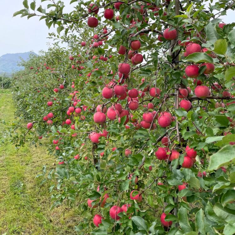 【ふるさと納税】【先行予約】北海道壮瞥町産りんご「早生ふじ」約5kg(12～18玉)《2026年10月中旬よりお届け》 【 りんご リンゴ 林檎 ふじ 早生ふじ 蜜入り 5kg ジュース 果物 くだもの フルーツ 送料無料 】SBTF009