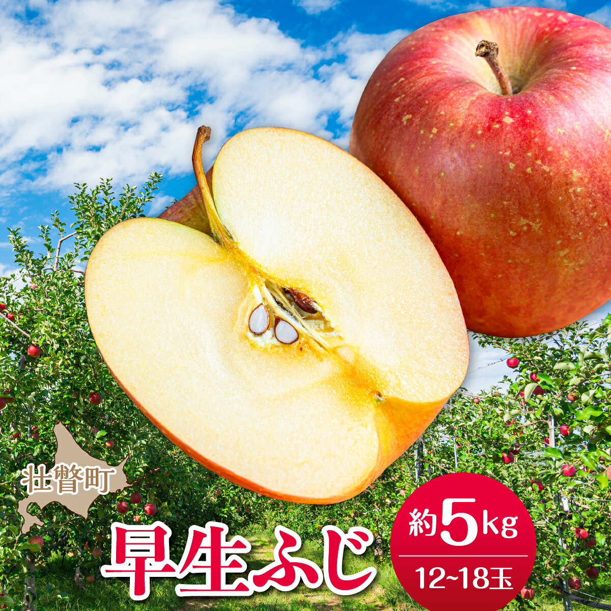[先行予約]北海道壮瞥町産りんご「早生ふじ」約5kg(12〜18玉)[2026年10月中旬よりお届け] [ りんご リンゴ 林檎 ふじ 早生ふじ 蜜入り 5kg ジュース 果物 くだもの フルーツ 送料無料 ]S