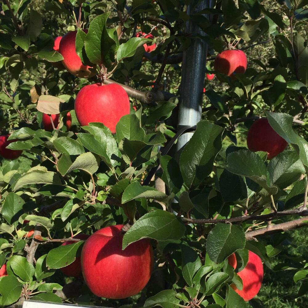 【ふるさと納税】＜2025年10月下旬よりお届け＞ 北海道壮瞥町 りんご 「シナノスイート」8〜10玉約3kg 【 ふるさと納税 人気 おすすめ ランキング りんご リンゴ 林檎 シナノスイート 甘い ジューシー 北海道 壮瞥町 送料無料 】SBTF003