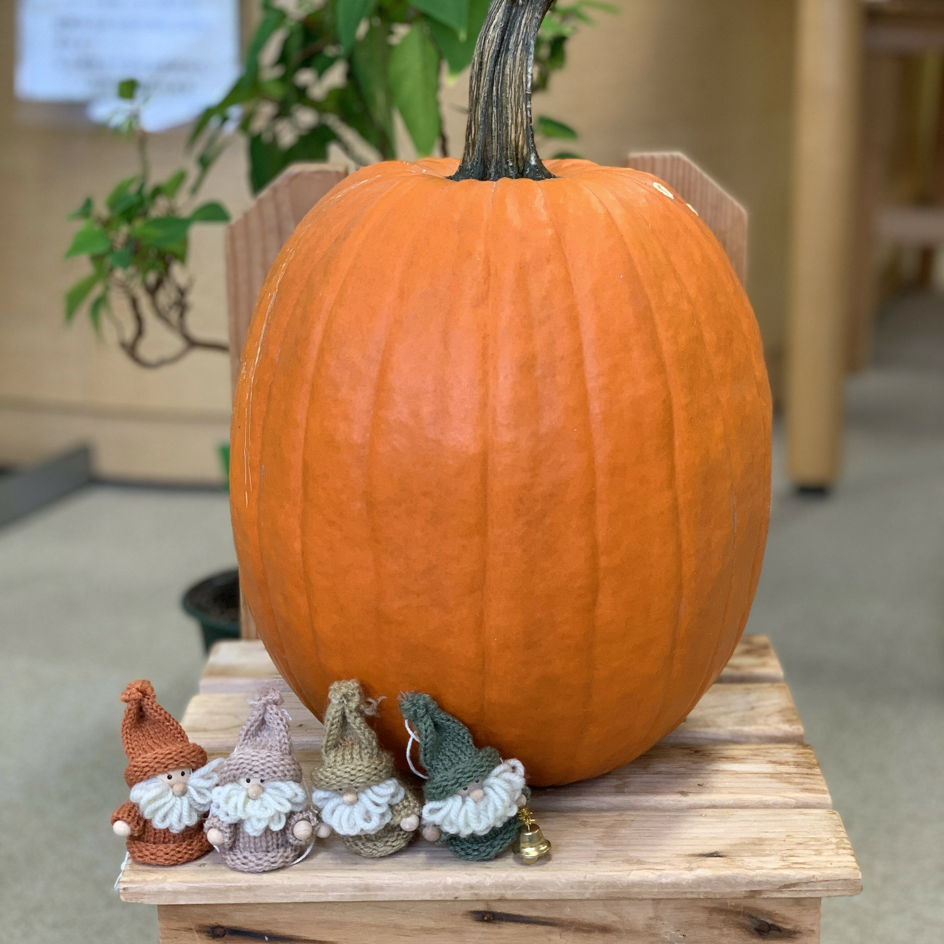 【ふるさと納税】＜2026年10月初旬よりお届け＞ハロウィンかぼちゃ Lまたは2Lサイズ玉2個 ふるさと納税 人気 おすすめ ランキング かぼちゃ カボチャ 南瓜 野菜 ハロウィーン ハロウィン かぼちゃおばけ ランタン 北海道 壮瞥町 送料無料 SBTL015