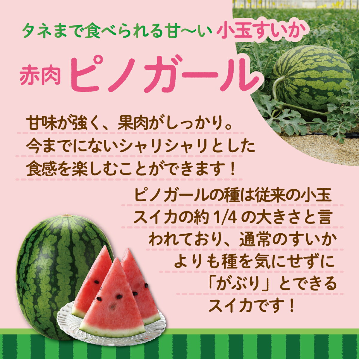 【ふるさと納税】＜2026年8月上旬より順次お届け＞北海道壮瞥産 小玉すいか（赤肉・ピノガール）2玉約3kg スイカ　ふるさと納税 人気 おすすめ ランキング スイカ すいか 西瓜 甘い 小玉 北海道 壮瞥町 送料無料 SBTN004