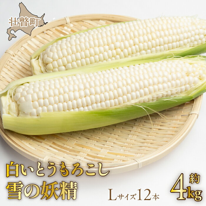 23位! 口コミ数「0件」評価「0」＜2024年9月中旬よりお届け＞【朝採り】北海道壮瞥産 白いとうもろこし「雪の妖精」Lサイズ12本(約4kg) ふるさと納税 人気 おすすめ･･･ 