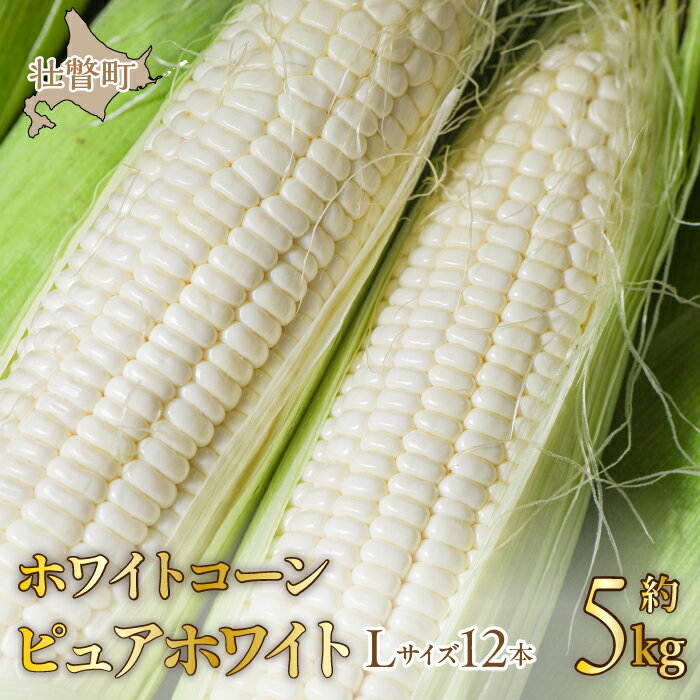 2位! 口コミ数「2件」評価「3」＜2024年8月下旬よりお届け＞【朝採り】北海道壮瞥町 ホワイトコーン「ピュアホワイト」Lサイズ以上12本(約5kg) ふるさと納税 人気 ･･･ 