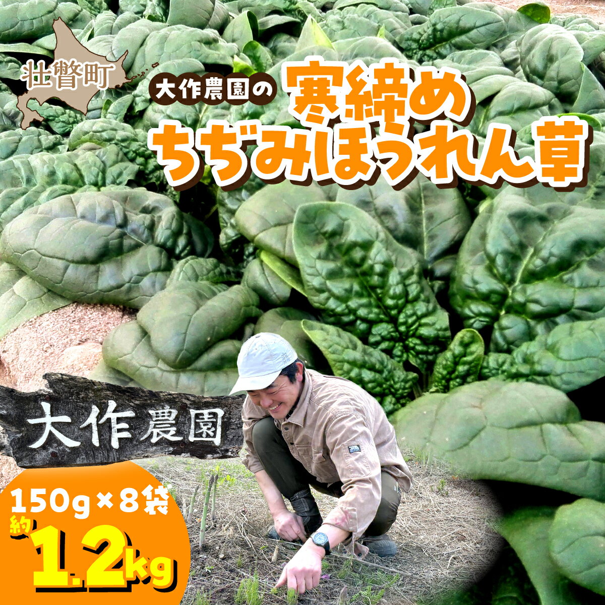 【ふるさと納税】＜2025年12月上旬よりお届け＞大作農園の寒締めちぢみほうれん草　約1.2kg　【野菜・野菜セット・野菜】　お届け：2025年12月上旬〜2026年1月上旬頃まで　SBTR001