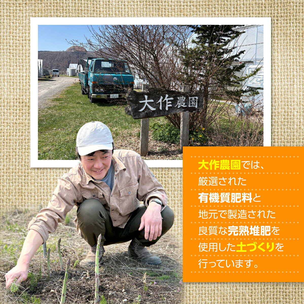 【ふるさと納税】＜2026年12月上旬よりお届け＞大作農園の寒締めちぢみほうれん草...