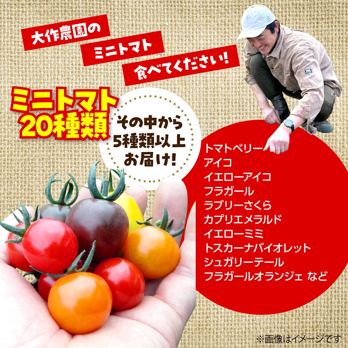 【ふるさと納税】北海道産 ミニトマト カラフル 約1.5kg 5種類以上 カラフルミニトマト 食べ比べ 濃い旨み 20種類から厳選 大作農園 北海道 壮瞥町 SBTR002