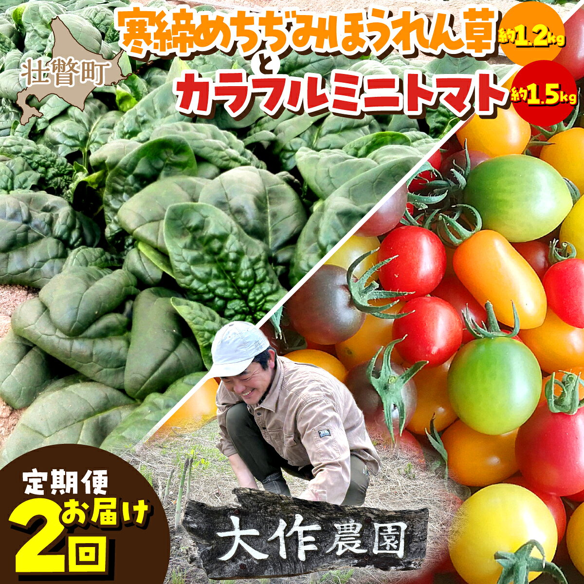 ＜2026年12月・2027年8月お届け＞大作農園 寒締めちぢみほうれん草約1.2kg・カラフルミニトマト約1.5kg 2回お届け定期便【定期便・ 野菜 緑黄色野菜 北海道産 直送 アイコ 】SBTR006