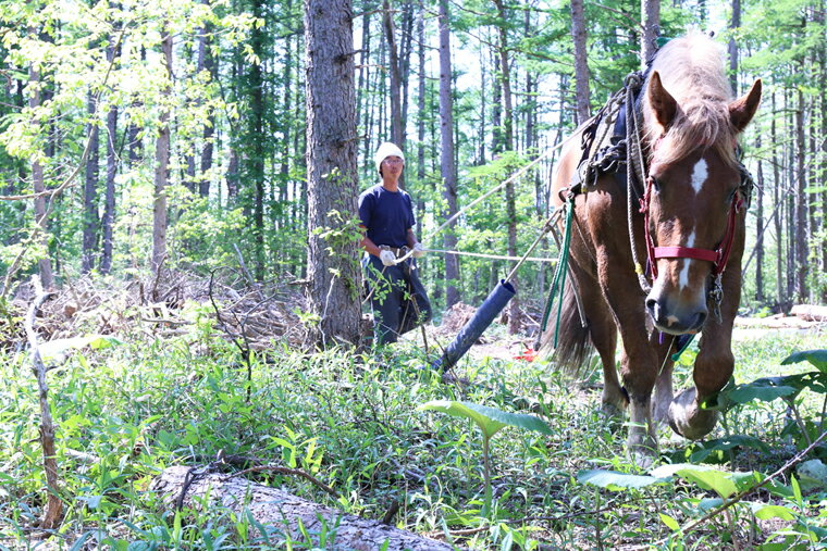 【ふるさと納税】<馬の林業>西埜馬搬の北海道ナラ薪20kg通販格安セール情報 楽天 通販